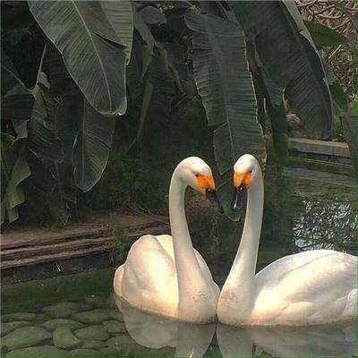 欧宝娱乐APP官方下载